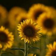 field of sunflowers